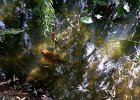 carpe koi (22)